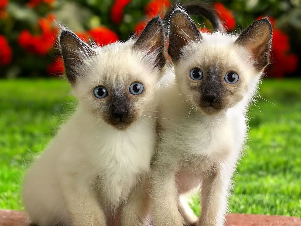 Обои для рабочего стола Котята породы Ragdoll