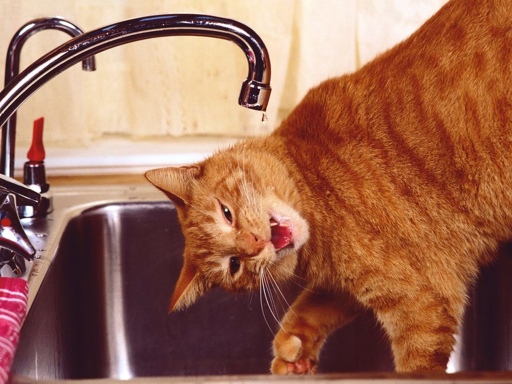 Обои для рабочего стола Рыжий кот пьёт воду из-под крана