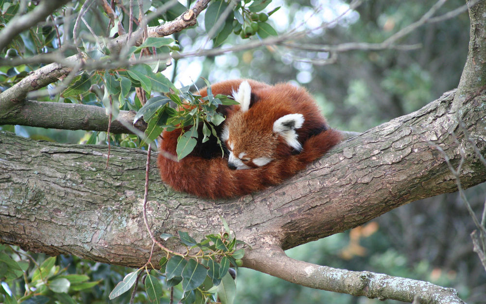Обои для рабочего стола Китайская панда спит, свернувшись клубочком, на ветке дерева