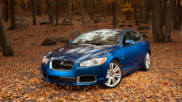 Обои на рабочий стол Синий авто Jaguar XF в осеннем лесу