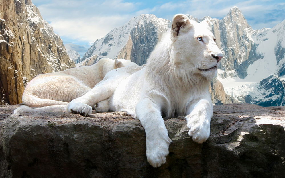 Белый лев – еще один африканский альбинос (фото) ⇒ METEOPROG