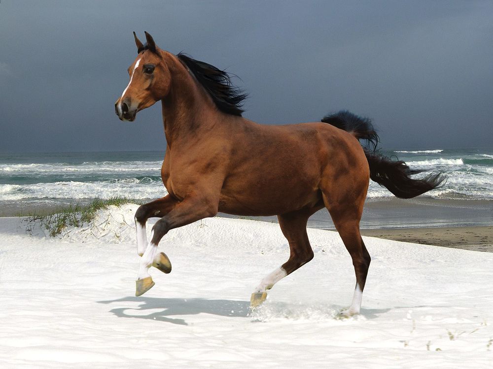 Обои для рабочего стола Лошадь бежит по берегу моря