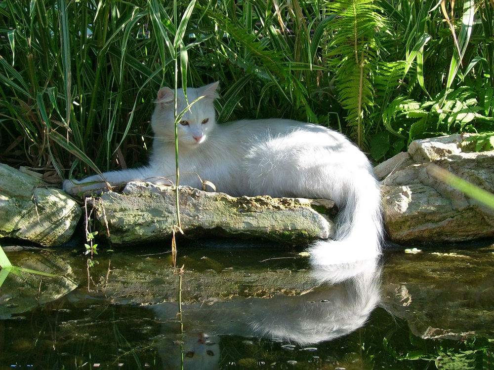 Кот в воде обои