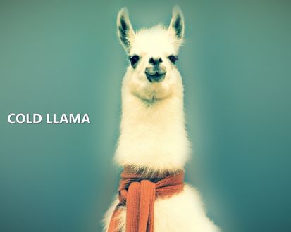 Обои на рабочий стол Лама (COLD LLAMA)