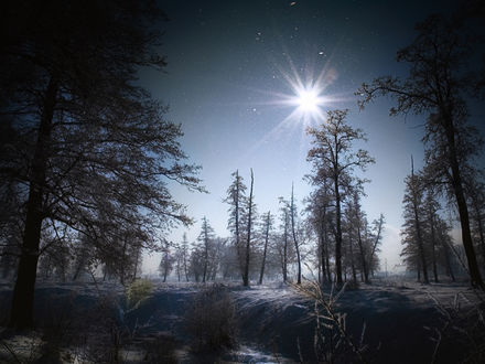 Фото леса ночью с телефона