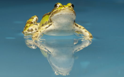 Обои на рабочий стол Лягушка в воде