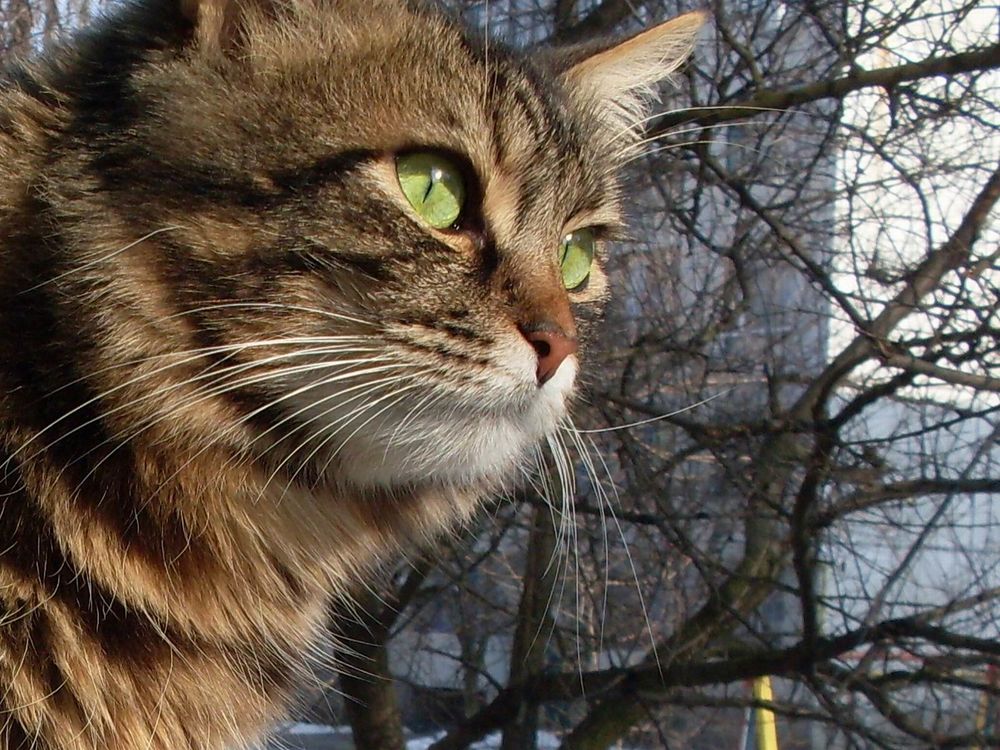 Обои для рабочего стола Кот с зелёными глазами