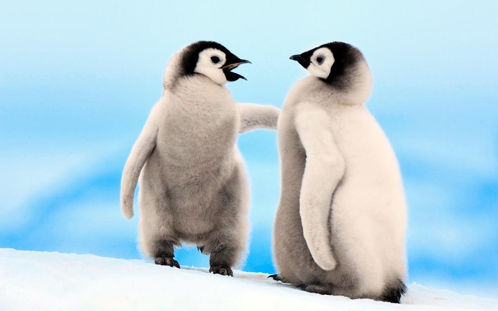 Обои для рабочего стола Два молодых брата пингвина