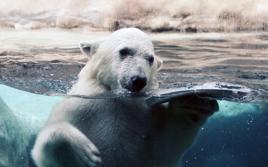 Обои на рабочий стол Белый мишка плавает в воде за стеклом