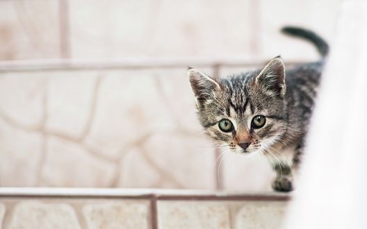 Обои на рабочий стол Котенок выглядывает из-за угла