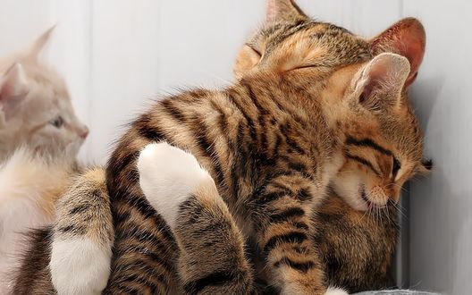 Обои на рабочий стол Кошка и маленькие котята