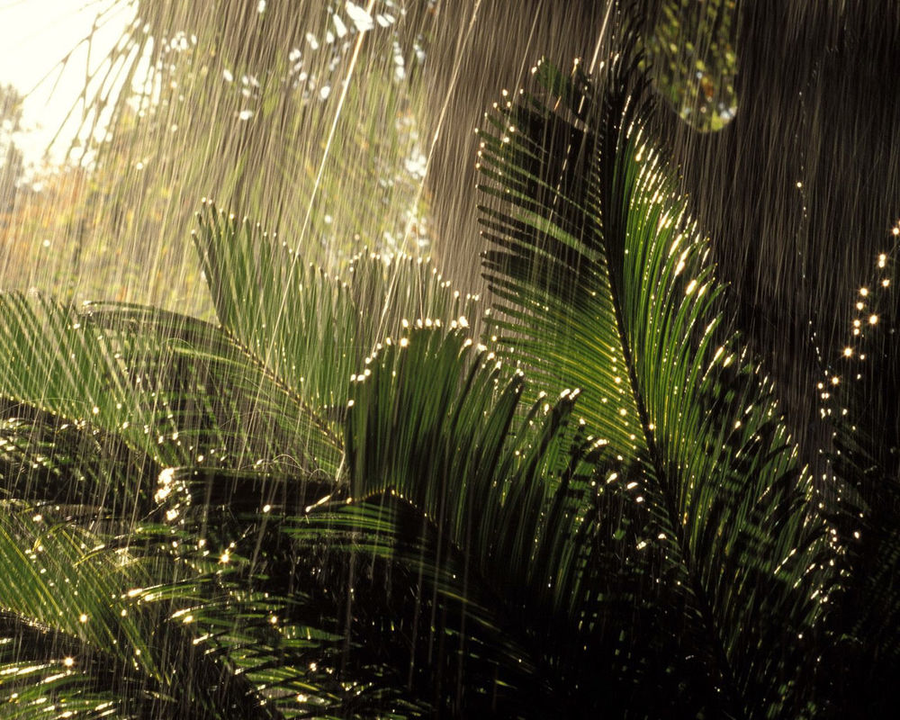 Обои для рабочего стола Тропический дождь льется на раскидистый куст папоротника, капли сияют и переливаются на свету, создавая причудливые эффекты освещения.