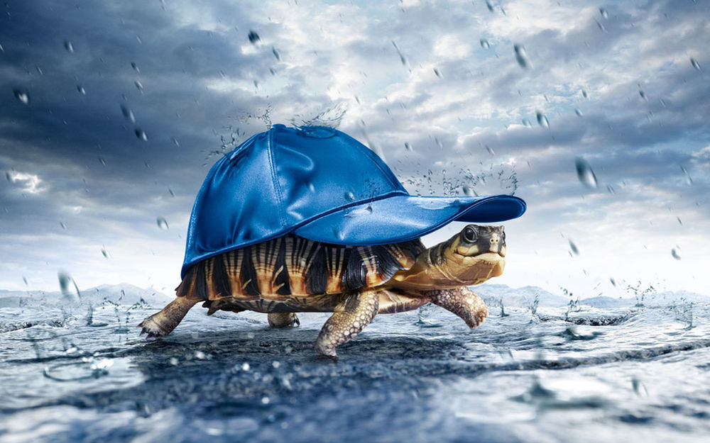 Обои для рабочего стола Забавная черепашка под синей кепкой прячется от дождя.