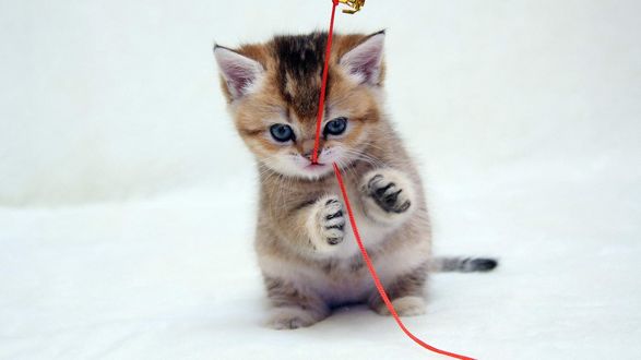 Обои на рабочий стол Котёнок играет с красной ниткой