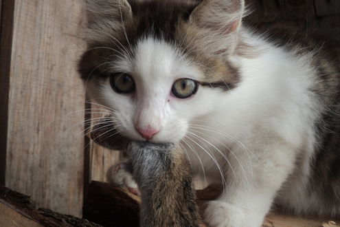 Обои на рабочий стол Серо-белый котенок