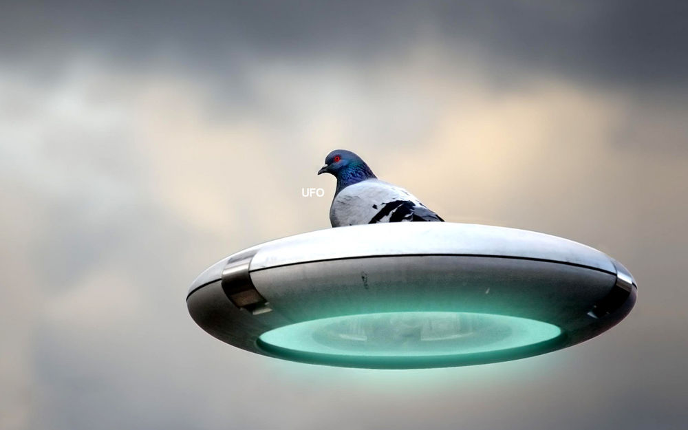 Обои для рабочего стола Голубь на летающей тарелке (UFO)