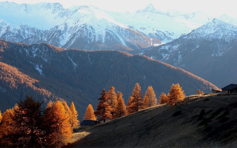 Обои для рабочего стола Осенние деревья на склоне горы, на фоне заснеженных вершин