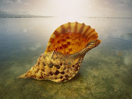 Обои на рабочий стол Морская раковина