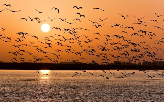 Обои на рабочий стол Стая птиц кружит над водой в лучах заходящего солнца