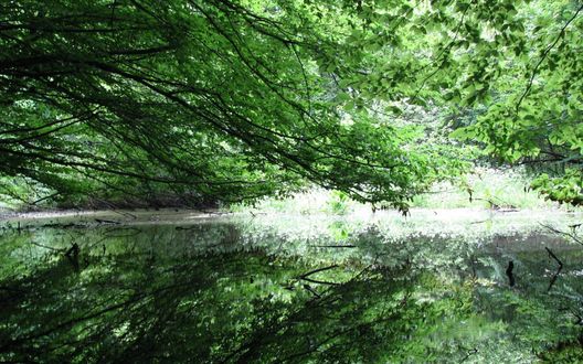 Обои на рабочий стол Деревья склонили свои ветви над водой