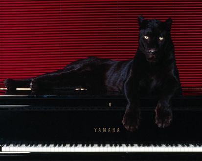 Обои на рабочий стол Черная пантера на черном пианино YAMAHA