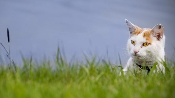 Обои на рабочий стол Рыже-белый кот сидит в высокой траве