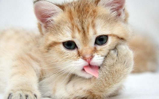 Обои на рабочий стол Рыжий котёнок облизывает свою лапку