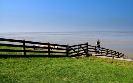 Обои на рабочий стол Овечки пасутся за забором