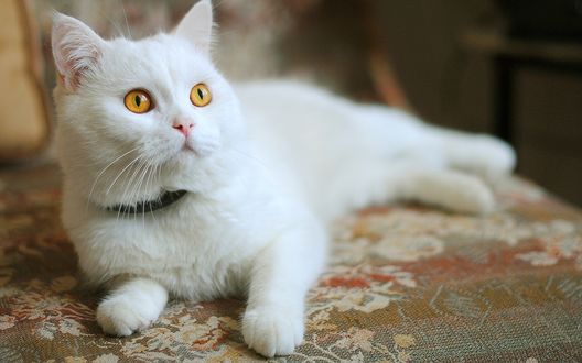 Обои на рабочий стол Белый кот с ошейником лежит на подстилке