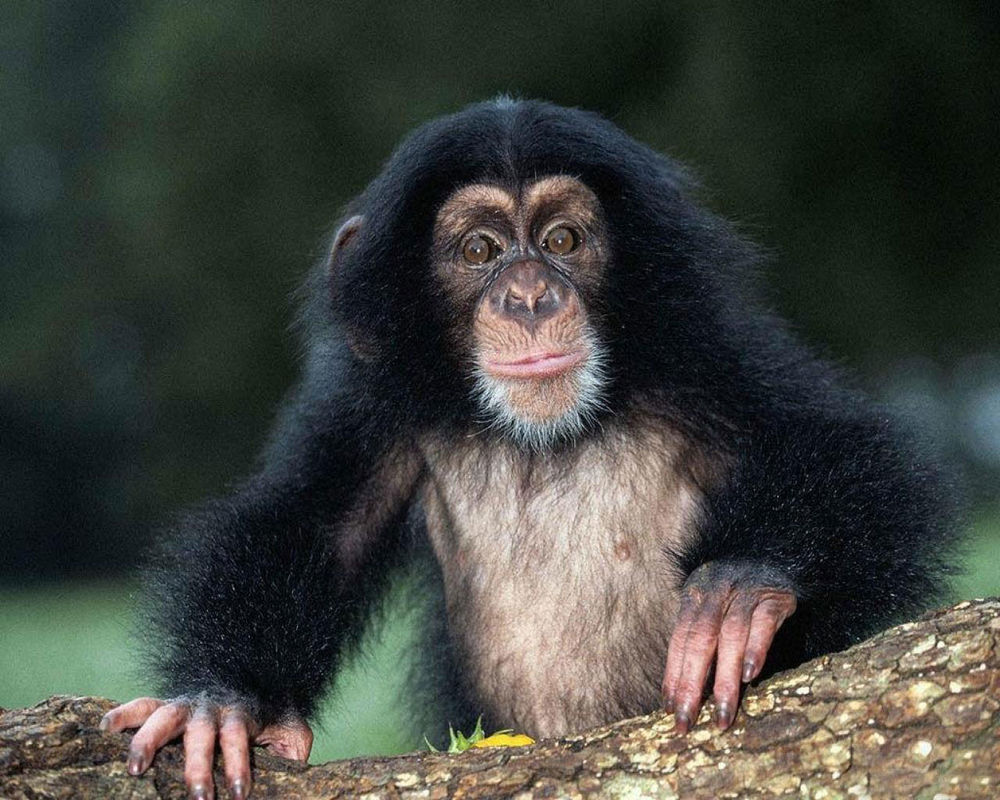 Обои для рабочего стола Шимпанзе на дереве