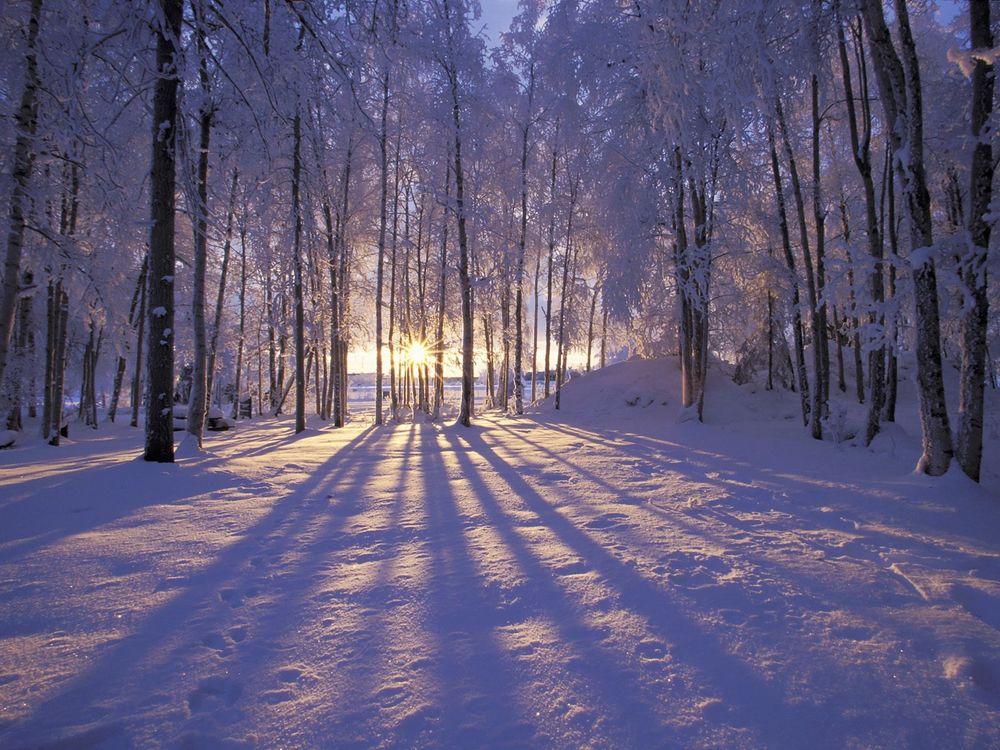 Обои для рабочего стола Солнце пробивается сквозь зимний лес