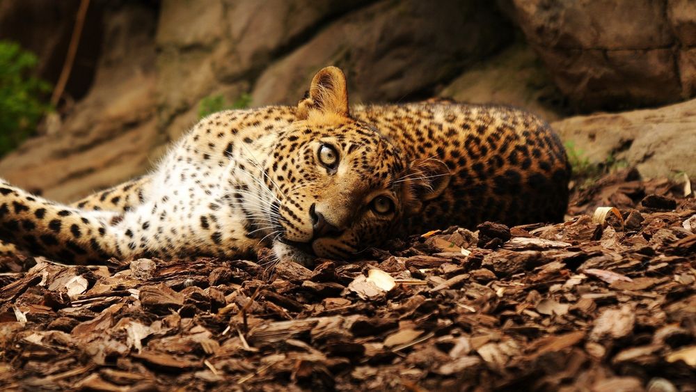 Обои для рабочего стола Леопард отдыхает под кроной дерева