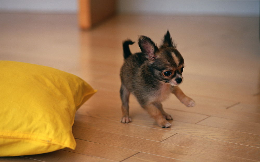 Обои для рабочего стола Щенок Той-терьера резвится возле жёлтой подушки