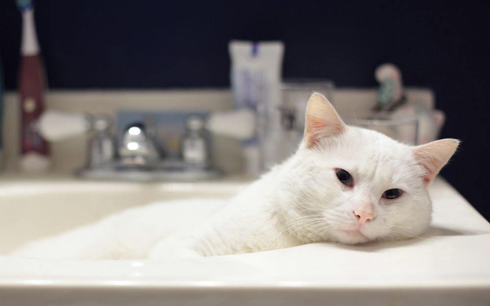 Обои для рабочего стола Белый кот лежит в ванной