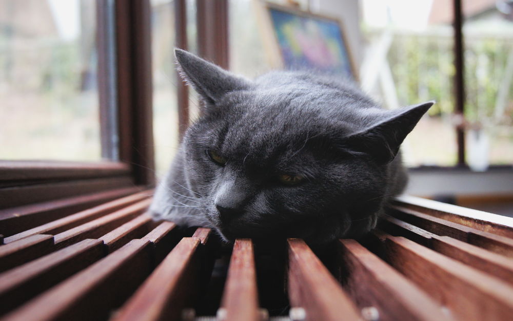Обои для рабочего стола Серый британский кот спит на деревянном подоконнике