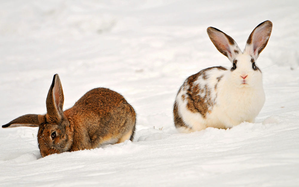 Обои для рабочего стола Два кролика на снегу