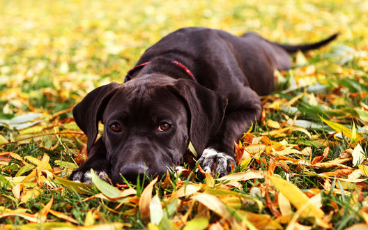 Обои на рабочий стол Черный Labrador / Лабрадор лежит на жёлтых листьях