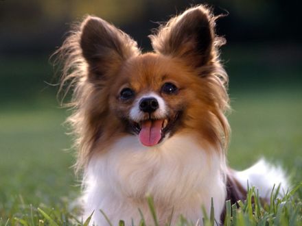 Обои на рабочий стол Собака породы Пaпильoн / Papillon лежит в траве