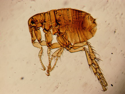 Блоха под микроскопом картинки