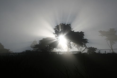 Обои на рабочий стол Fog hadow of a tree-crepuscular rays
