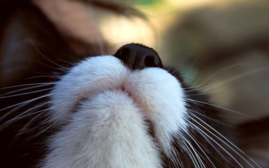 Обои на рабочий стол Носик котенка