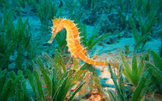 Обои на рабочий стол Морской конек среди водорослей