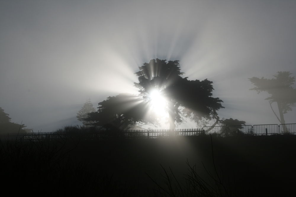 Обои для рабочего стола Fog hadow of a tree-crepuscular rays