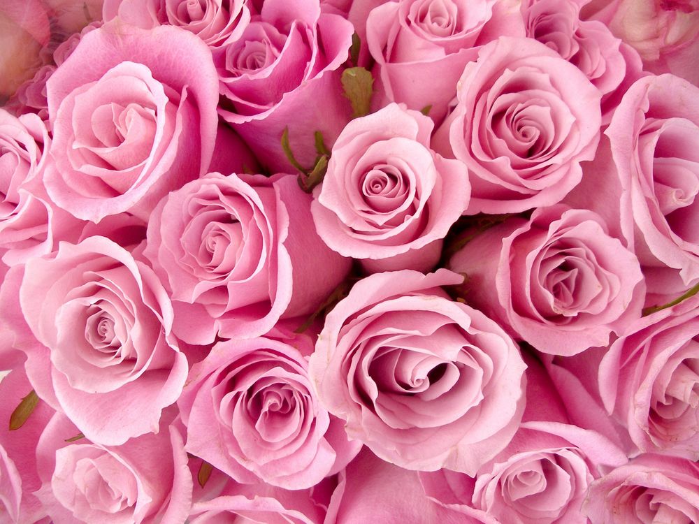 Обои для рабочего стола Ярко розовые розы