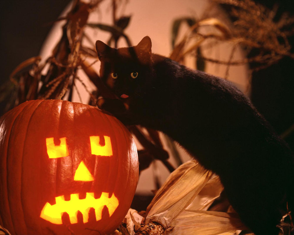 Обои для рабочего стола Черная кошка и светильник Джека в Хэллоуин / Haloween