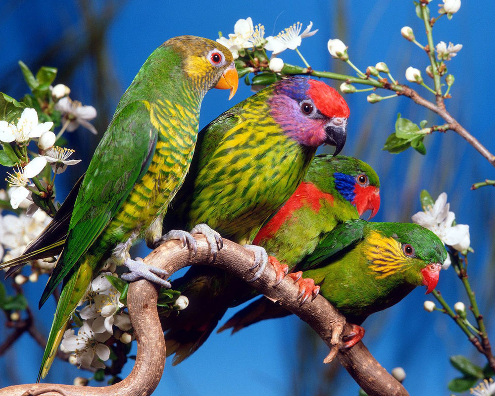 Обои для рабочего стола Четыре разноцветных попугая сидят на цветущей ветке вишни