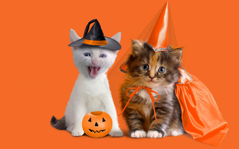Обои для рабочего стола Наряженные котята готовы к встрече праздника Хэллоуин / Haloween