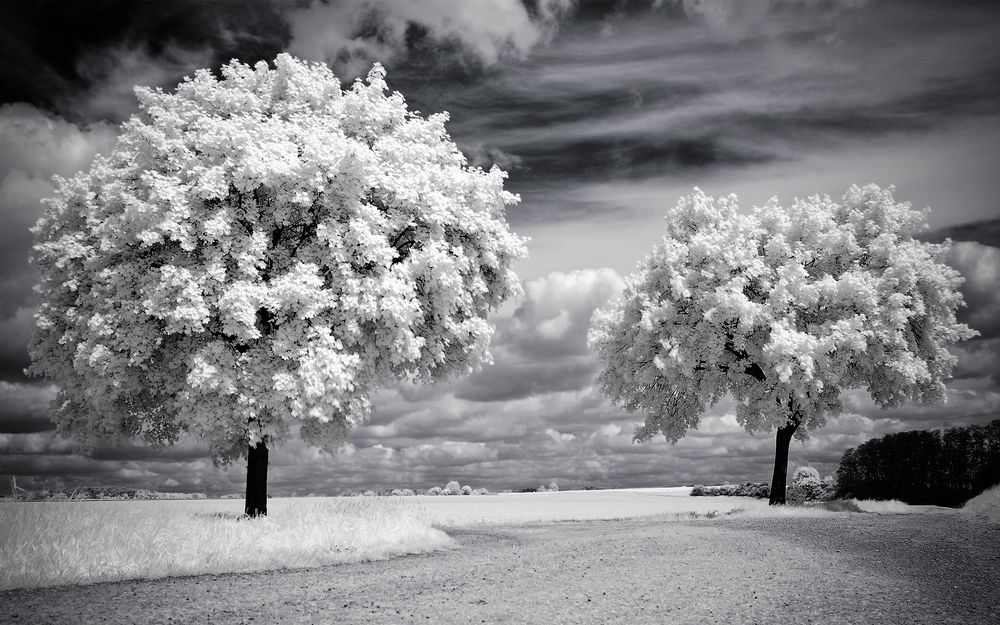 Черно Белое Фото Поле