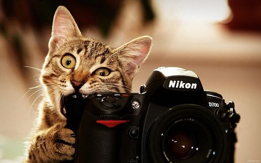 Обои на рабочий стол Кот грызет фотоаппарат Nikon D700