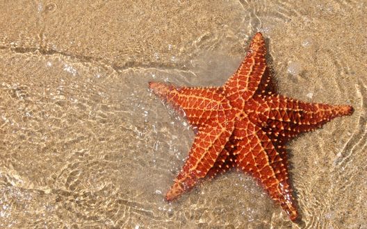 Обои на рабочий стол Морская звезда на песке